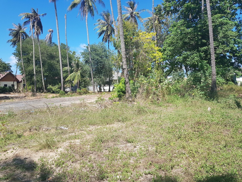 Chaweng Land Koh Samui Coconut Trees