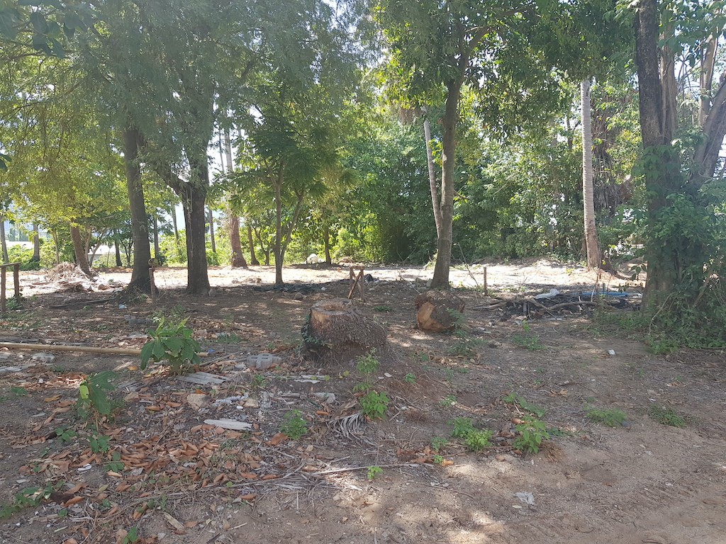 Chaweng Land Koh Samui Trees
