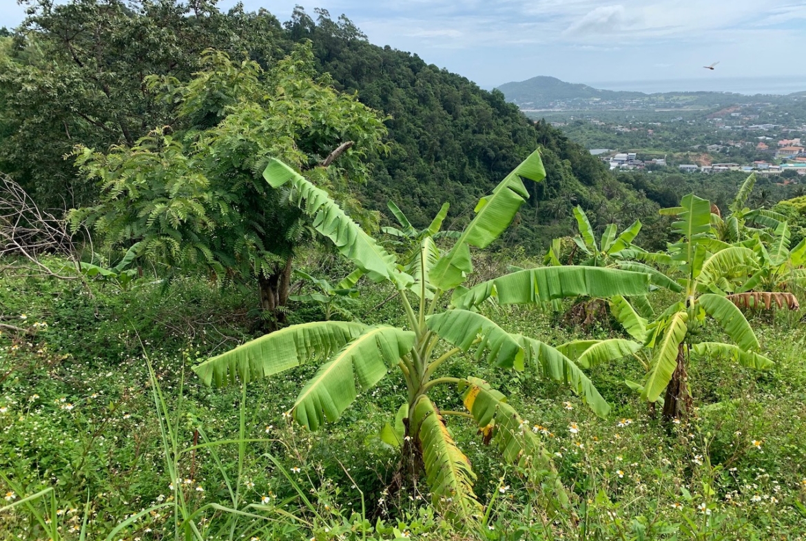 Chaweng Sea View Land For Sale Koh Samui – Land in Koh Samui (photo 1)