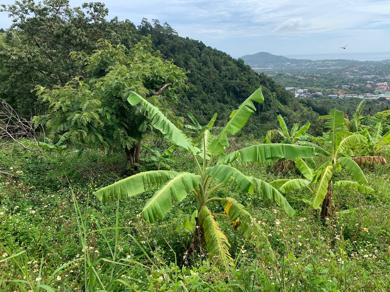 Chaweng Sea View Land For Sale Koh Samui – image 1 Chaweng Sea View Land For Sale Koh Samui – Land in Koh Samui (photo 1)