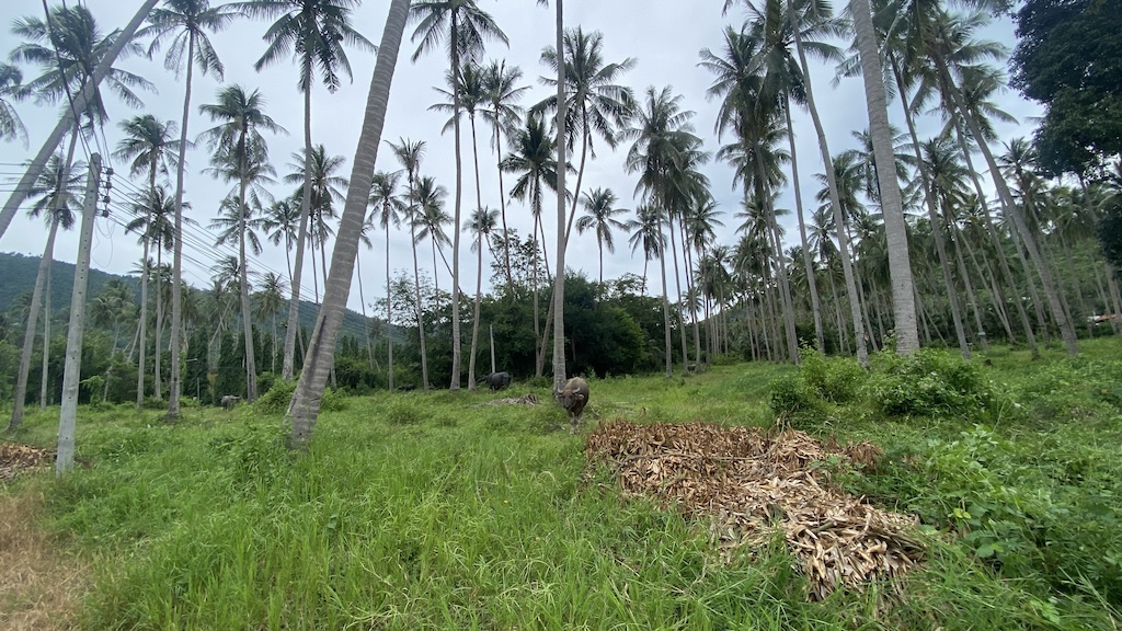 Ko Samui Taling Ngam Land