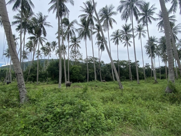 Ko Samui Taling Ngam Land