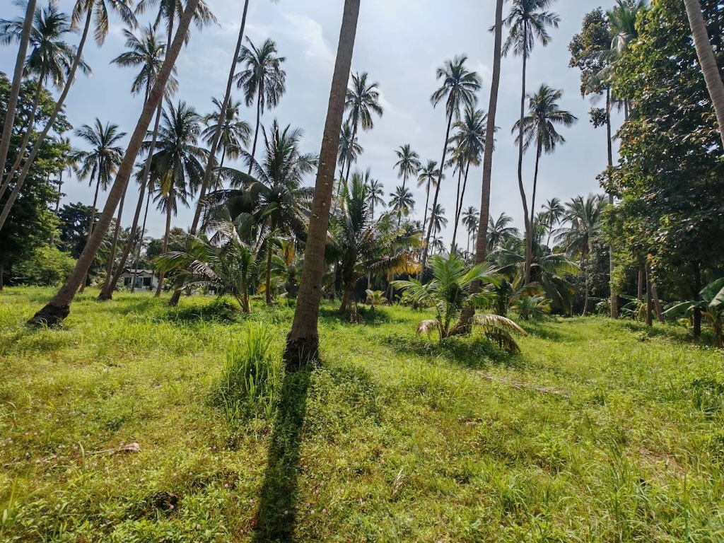 Koh Samui 4 Rai Land For Sale