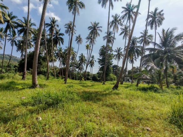 Koh Samui 4 Rai Land For Sale