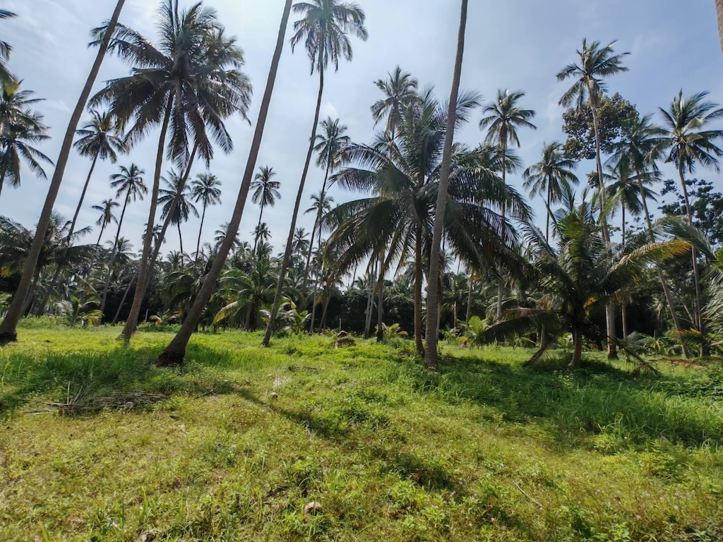 Koh Samui 4 Rai Land For Sale