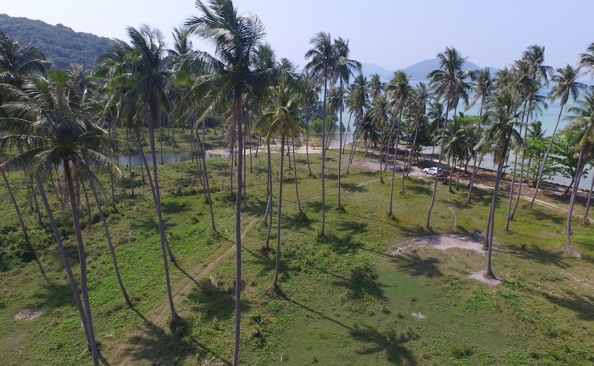 Koh Samui Beach Parcel Coconut Trees