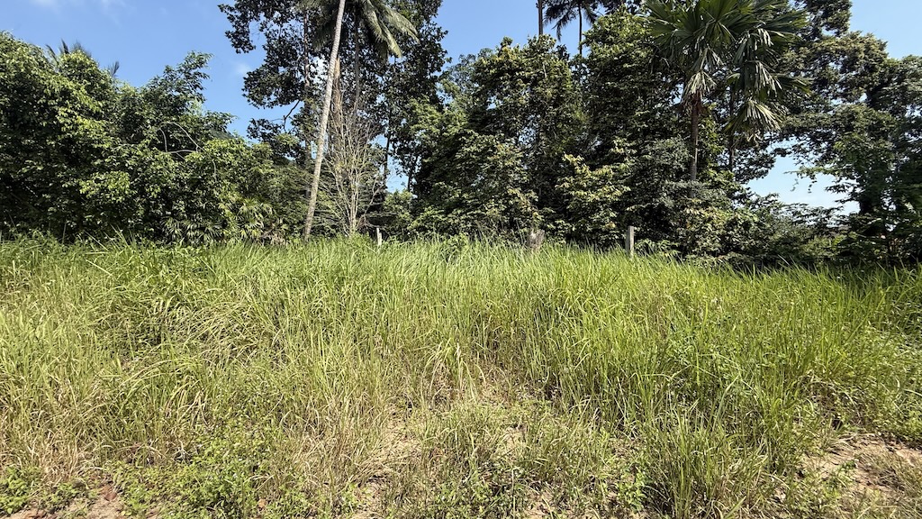 Koh Samui Development Land In Lamai