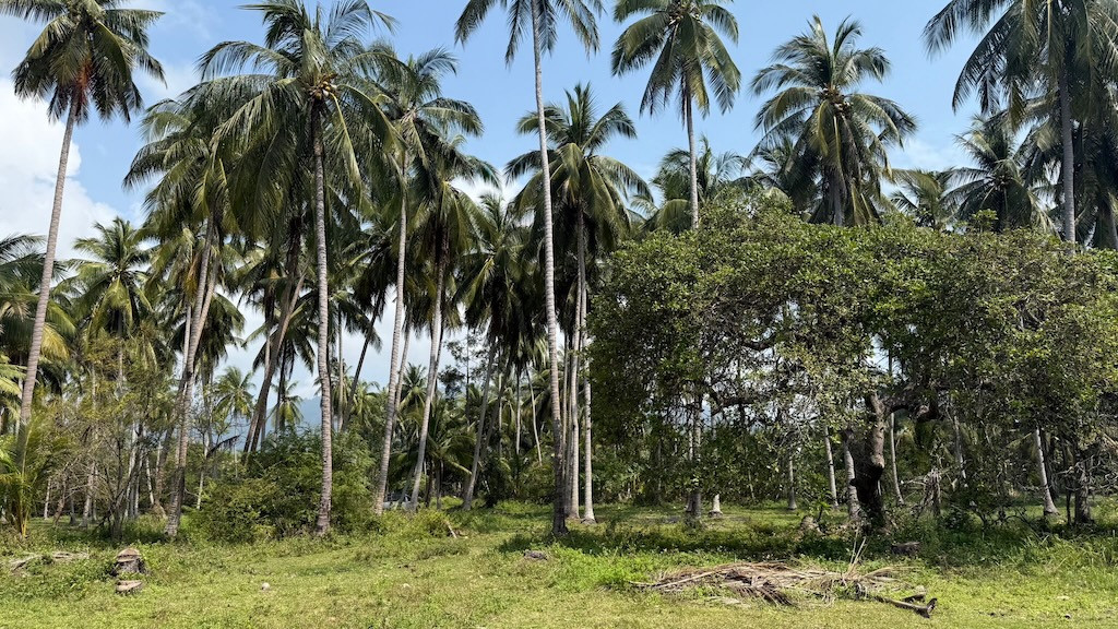 Koh Samui Laem Set Land For Sale Surroundings
