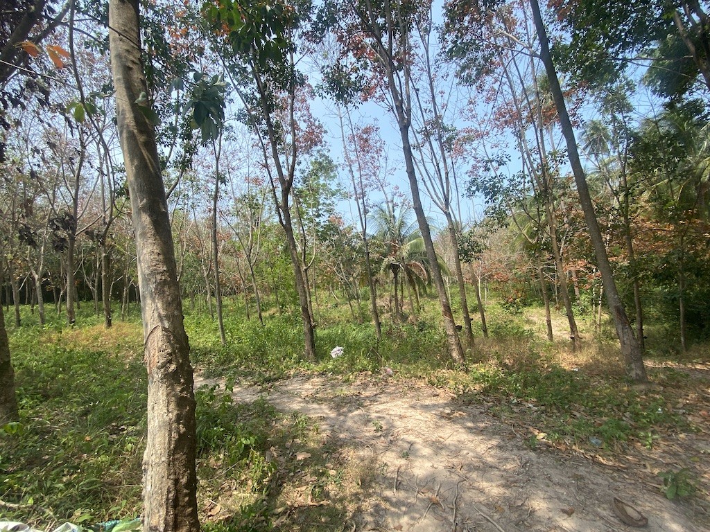 Koh Samui Land For Sale In Tong Krut