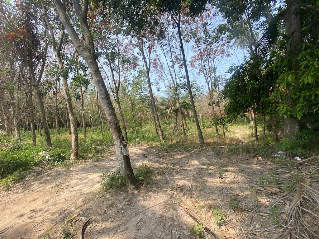 Koh Samui Land For Sale In Tong Krut