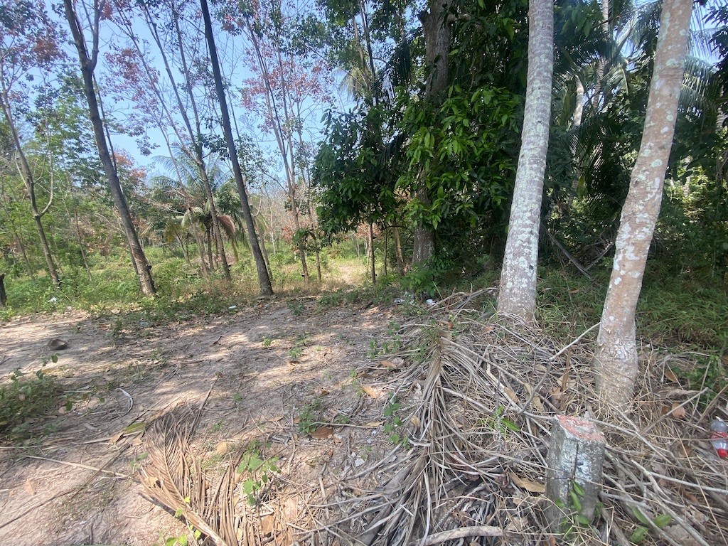 Koh Samui Land For Sale In Tong Krut