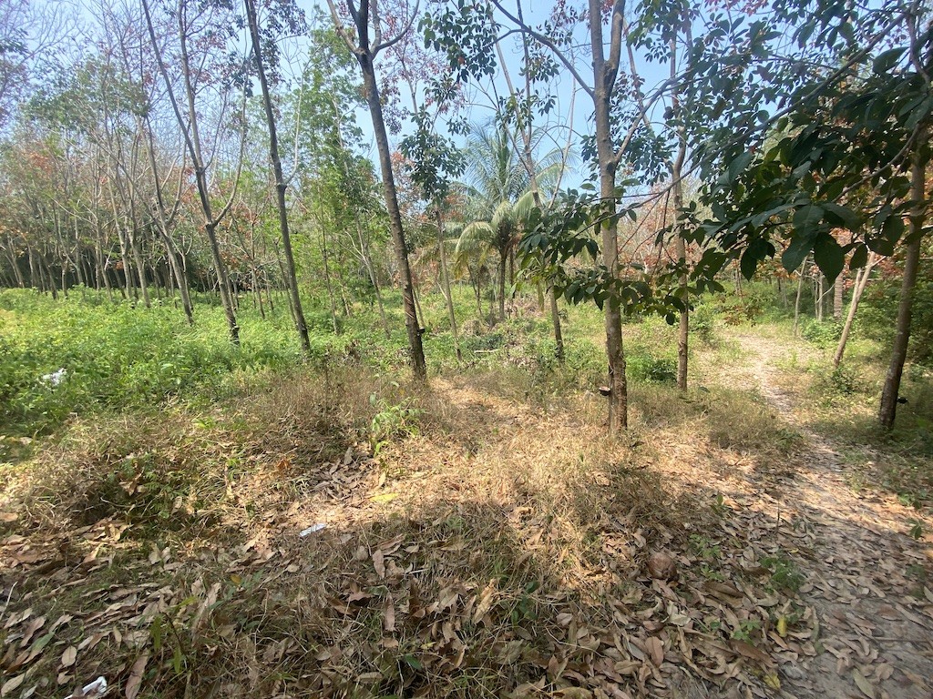 Koh Samui Land For Sale In Tong Krut Trees