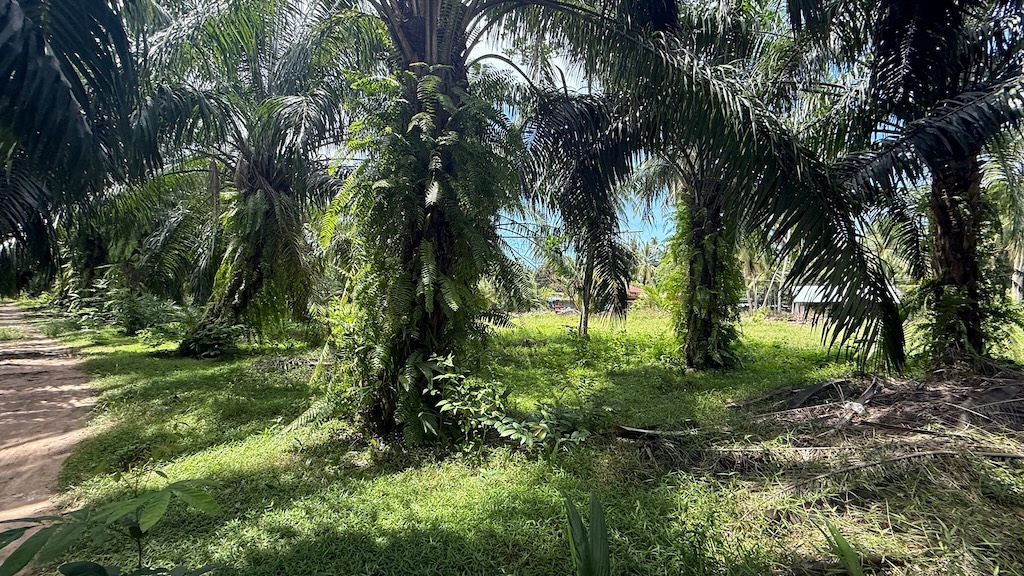 Koh Samui Land For Sale In Tongkrut