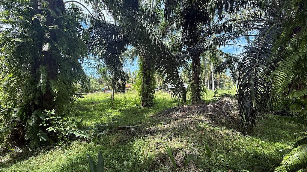 Koh Samui Land For Sale In Tongkrut