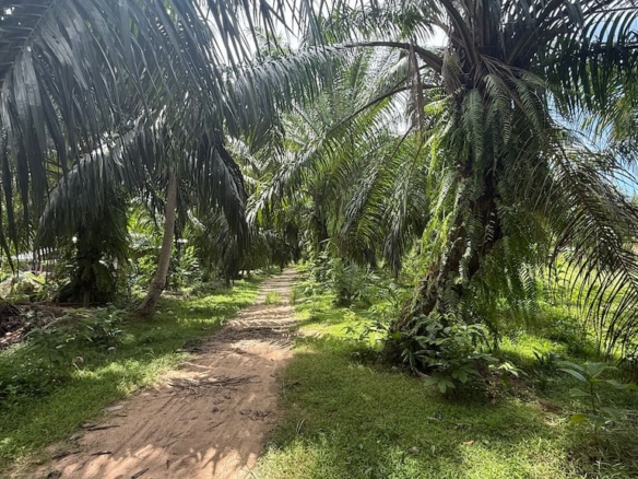 Koh Samui Land For Sale In Tongkrut