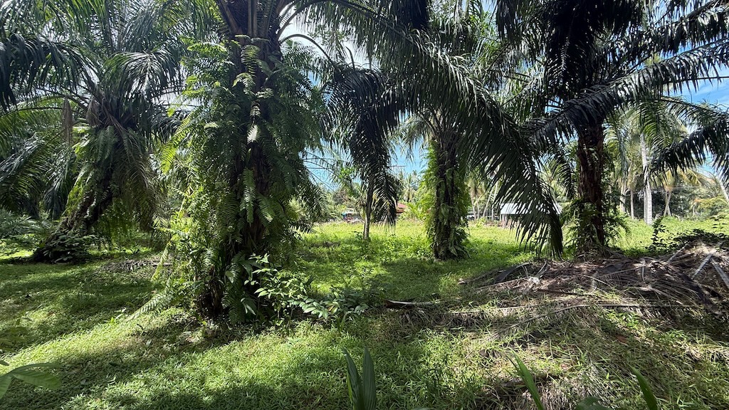 Koh Samui Land For Sale In Tongkrut