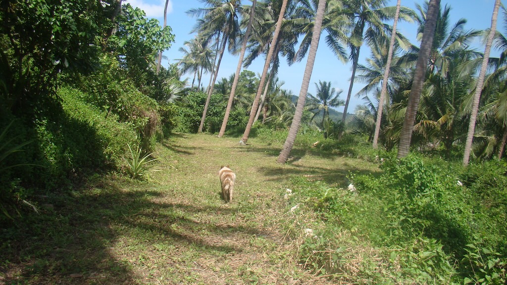 Koh Samui Land In Taling Ngam