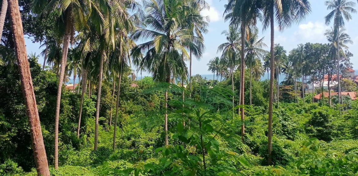 Lamai Development Land
