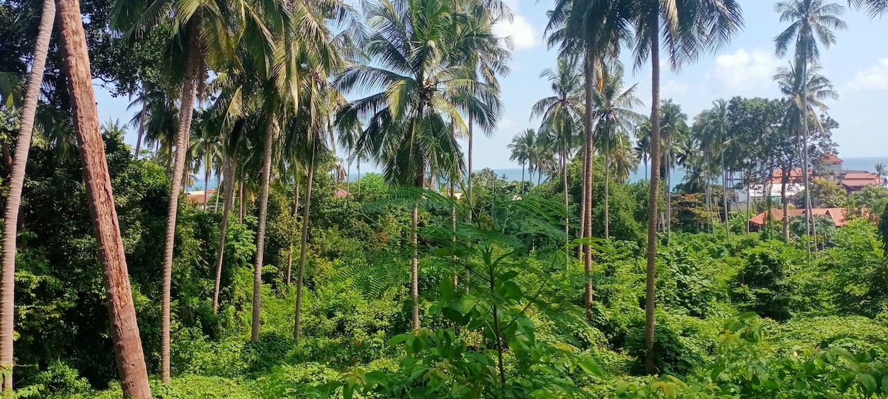 Lamai Development Land Lamai Development Land