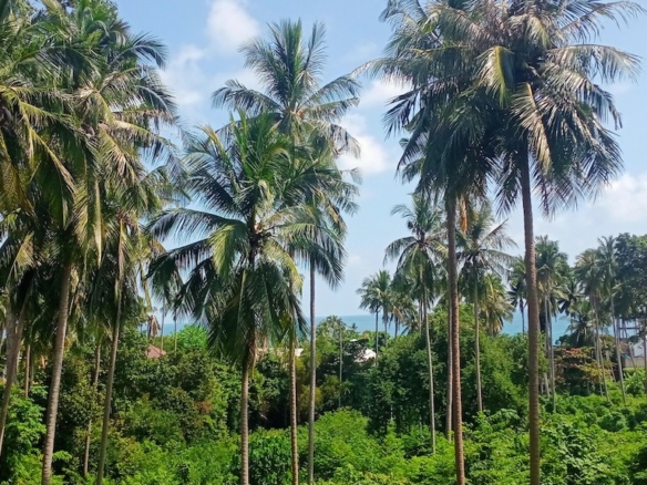 Lamai Development Land Landscape