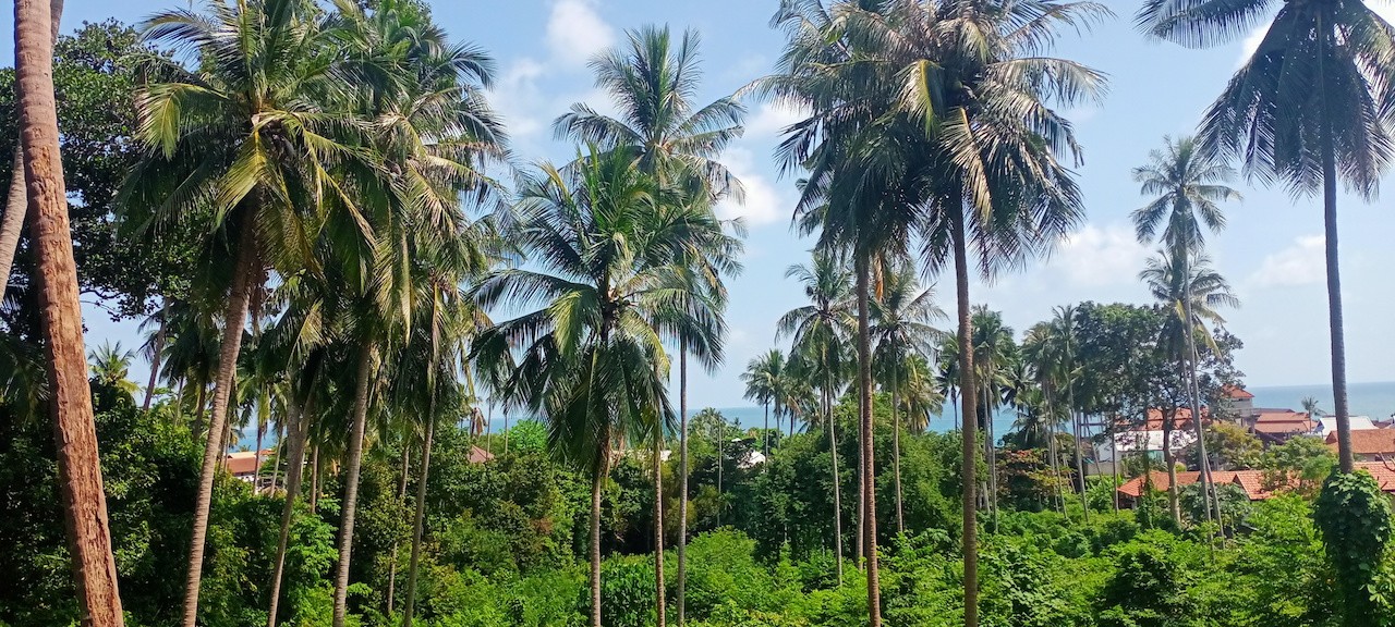 Lamai Development Land Lamai Development Land Landscape