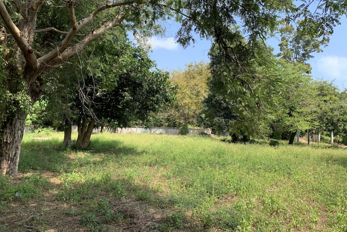Lamai Development Land Ko Samui – Land in Koh Samui (photo 1)