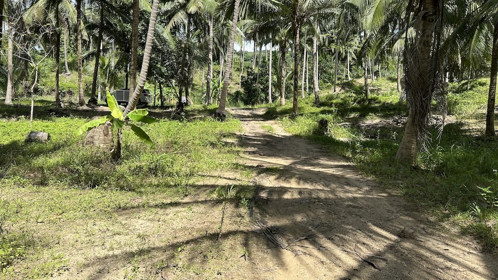 Lamai Land Ko Samui 3