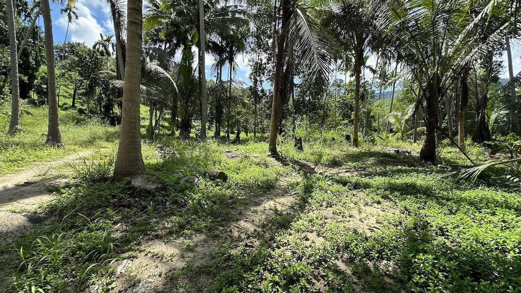 Lamai Land Ko Samui 4
