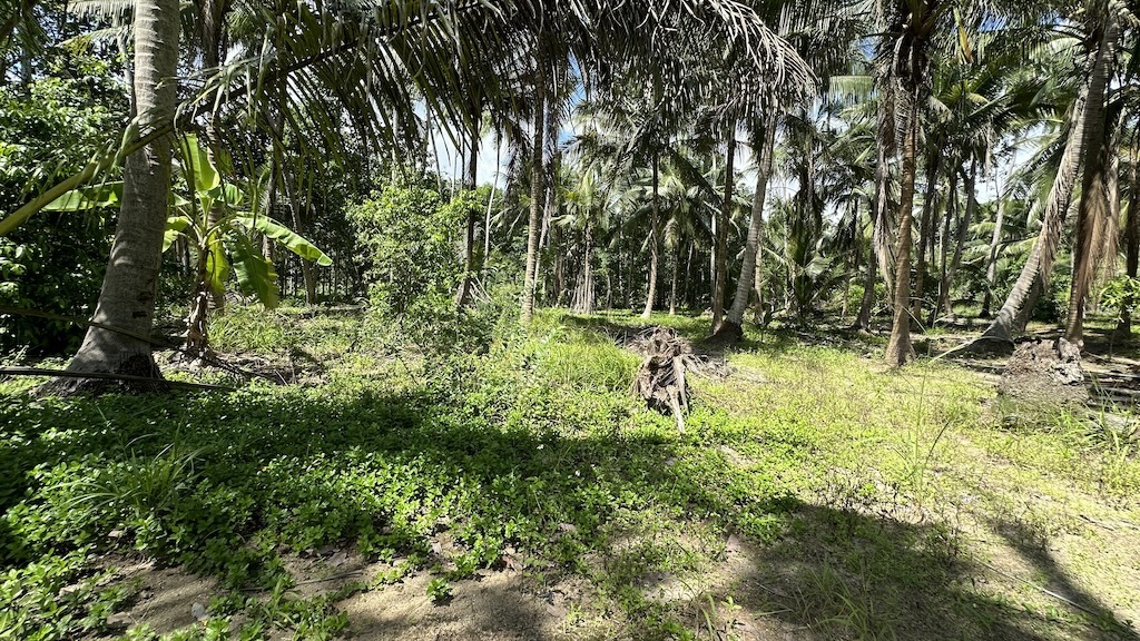 Lamai Land Ko Samui 6