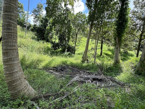 Lamai Land Ko Samui 7