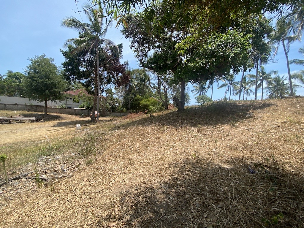 Land For Sale In Chaweng Koh Samui Trees