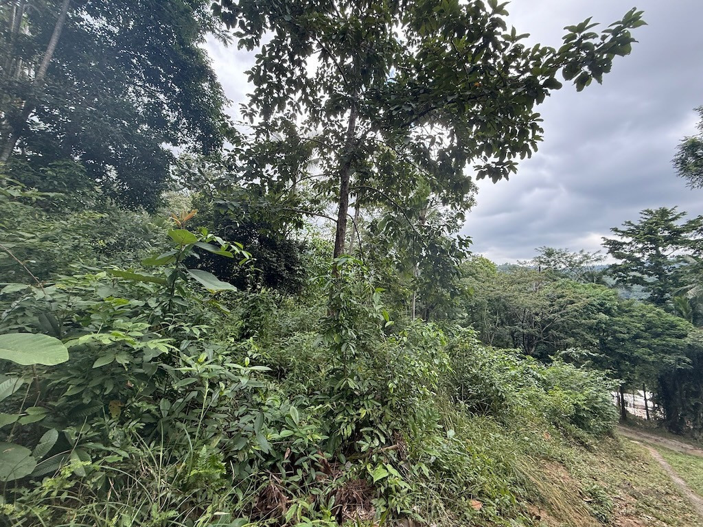 Land For Sale In Koh Samui's Lamai Area
