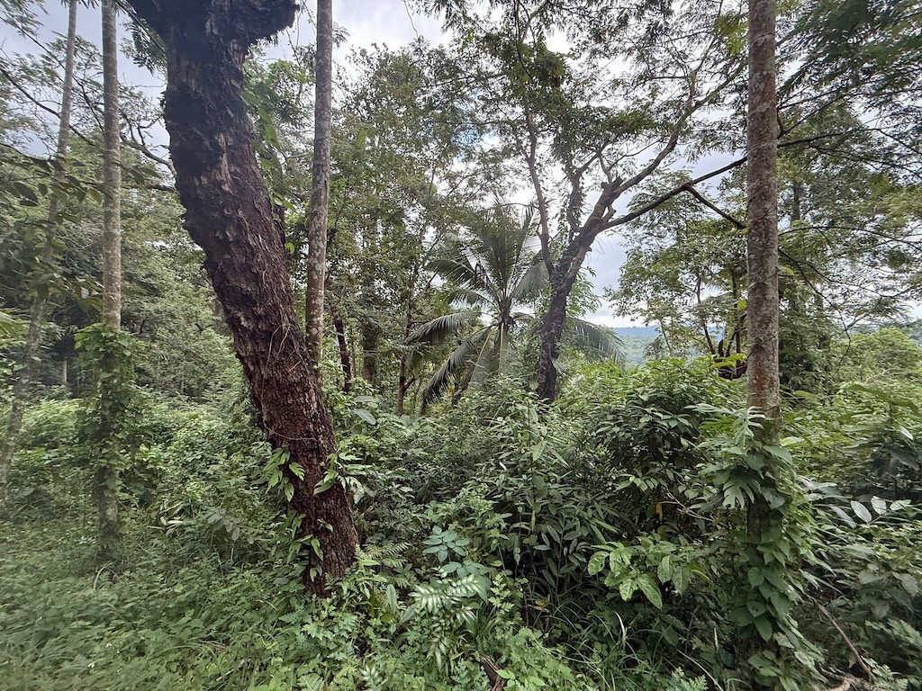 Land For Sale In Koh Samui's Lamai Area