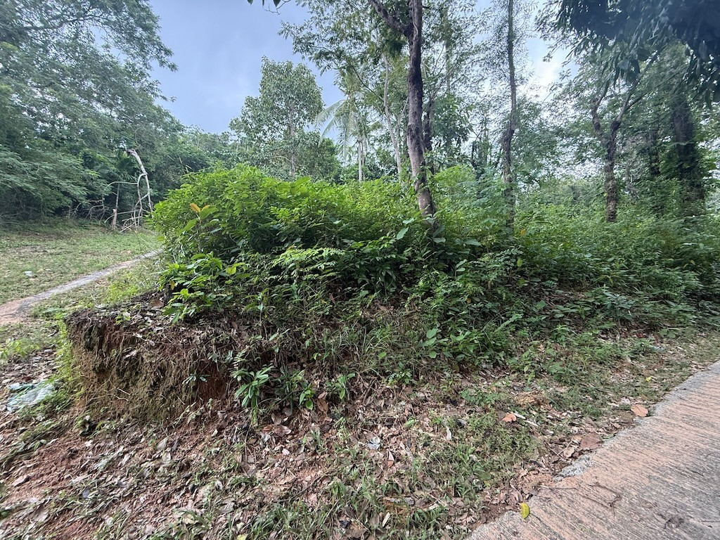 Land For Sale In Koh Samui's Lamai Area