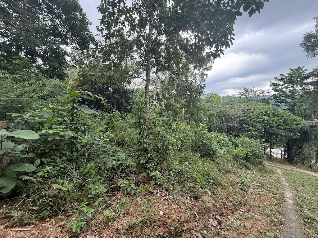 Land For Sale In Koh Samui's Lamai Area