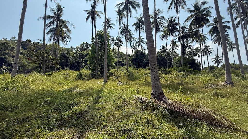 Land For Sale In Koh Samui's Southwest
