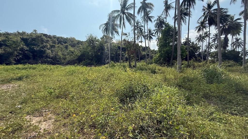 Land For Sale In Koh Samui's Southwest