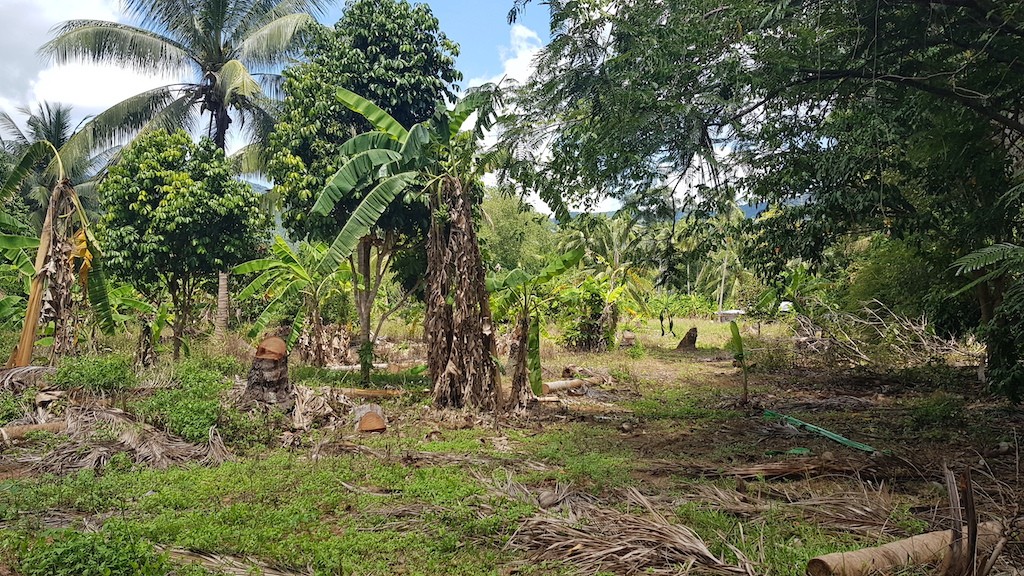 Land For Sale In Lamai Koh Samui Landscape
