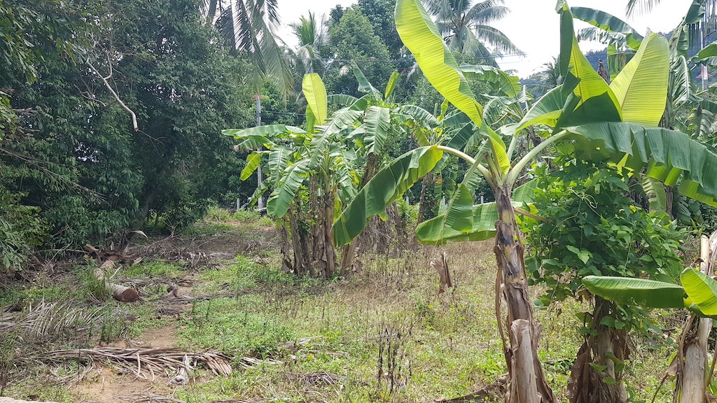 Land For Sale In Lanai Koh Samui 6