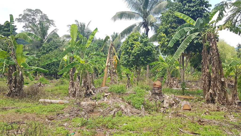 Land For Sale In Lamai Koh Samui 8