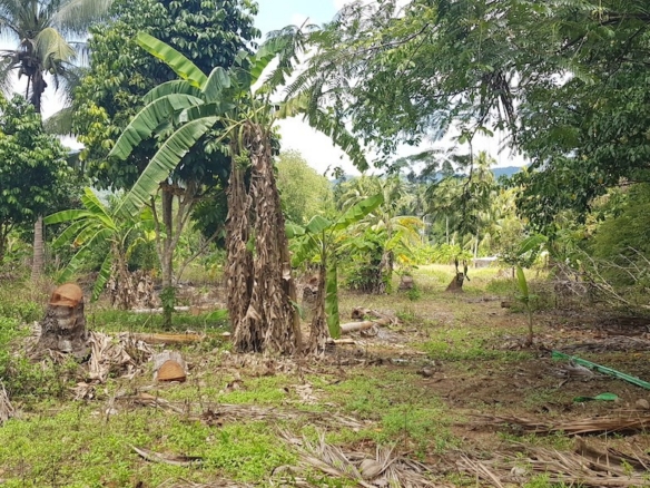 Land For Sale In Lamai Koh Samui 9