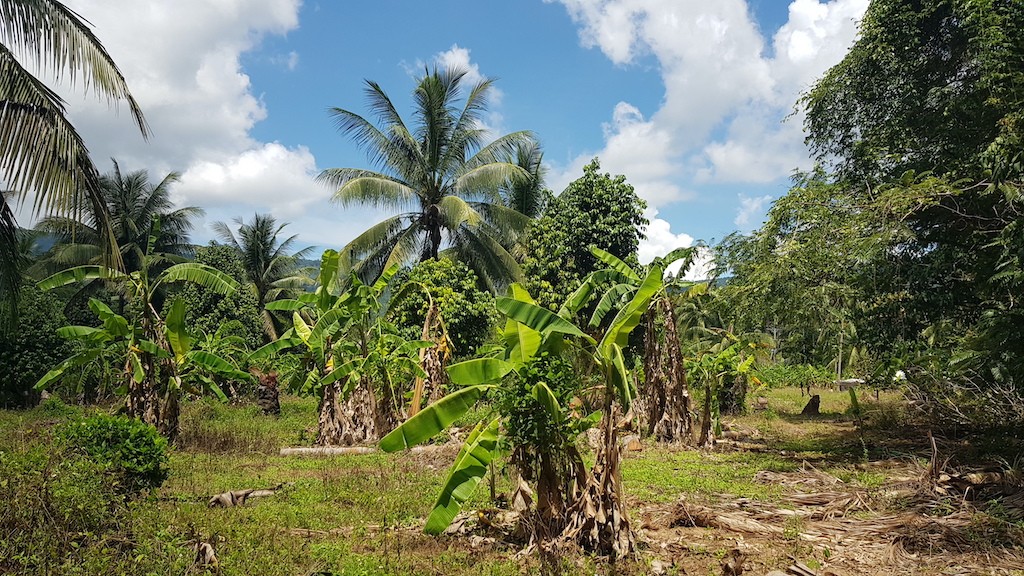 Land For Sale In Lamai Koh Samui