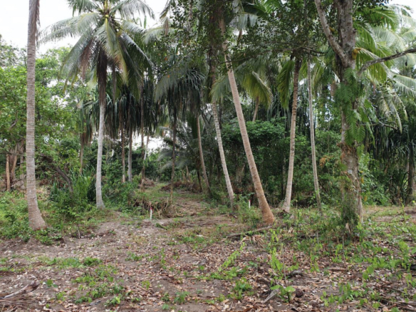Land For Sale In Na Muang Koh Samui 2