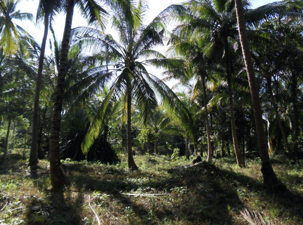 Land For Sale In Na Muang Koh Samui 3