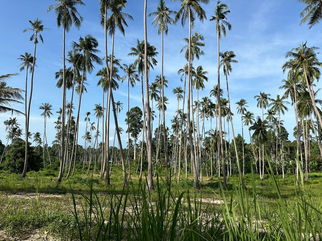 Maenam Koh Samui Land For Sale Surroundings