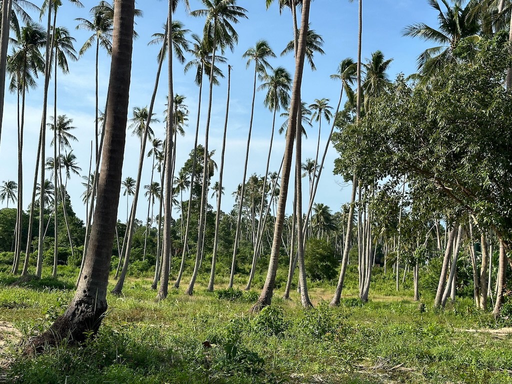 Maenam Koh Samui Land For Sale