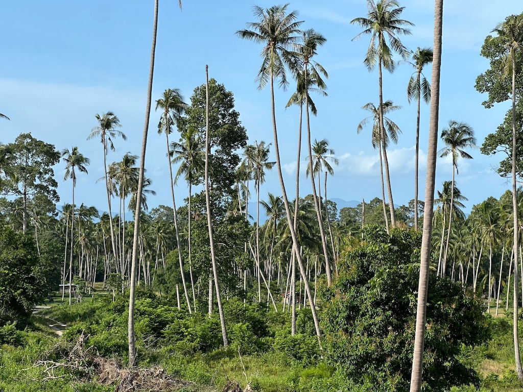 Maenam Koh Samui Land For Sale