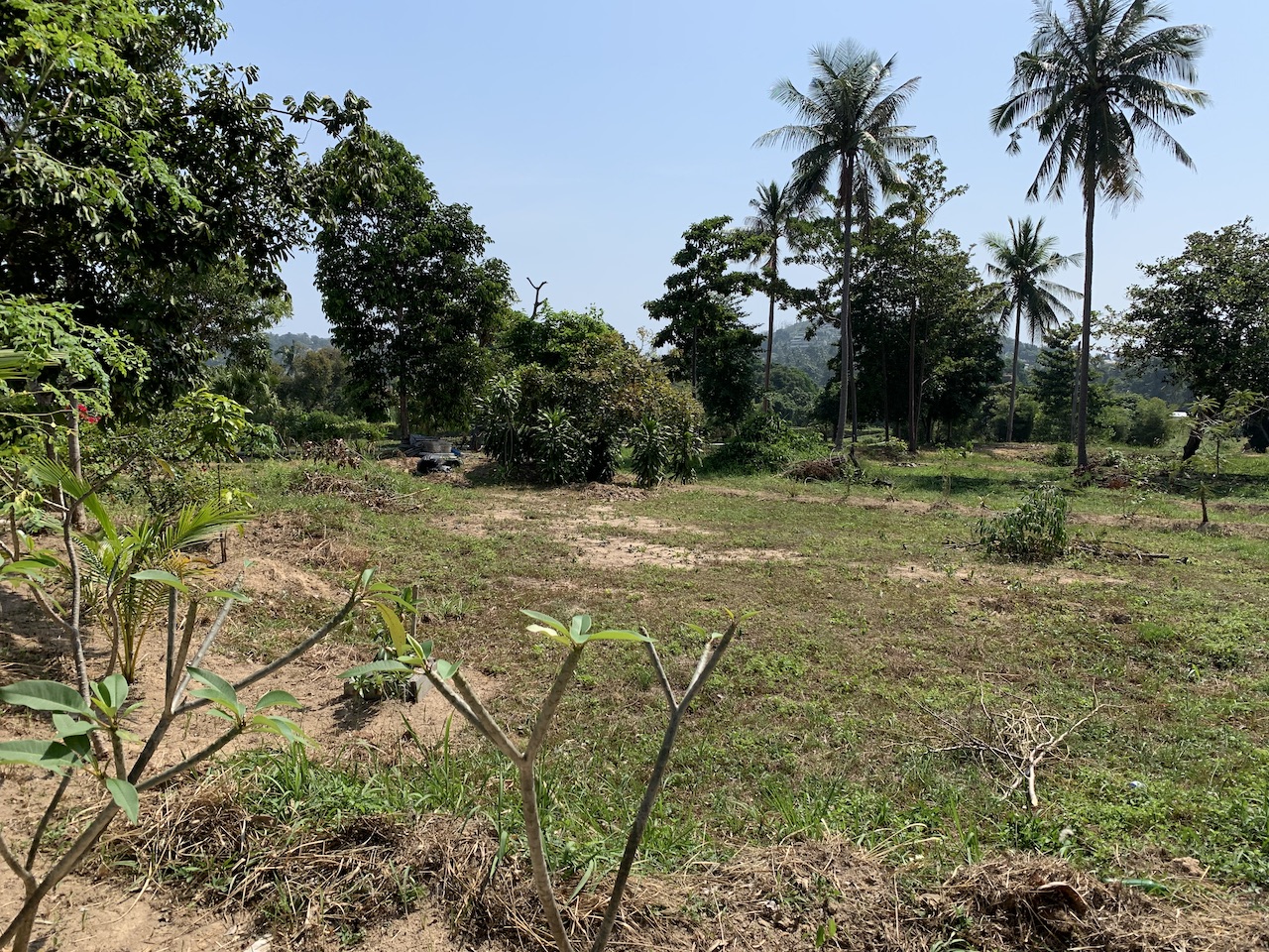 Samui Land Land For Sale