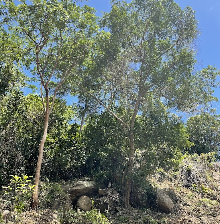 Koh Samui Land Trees
