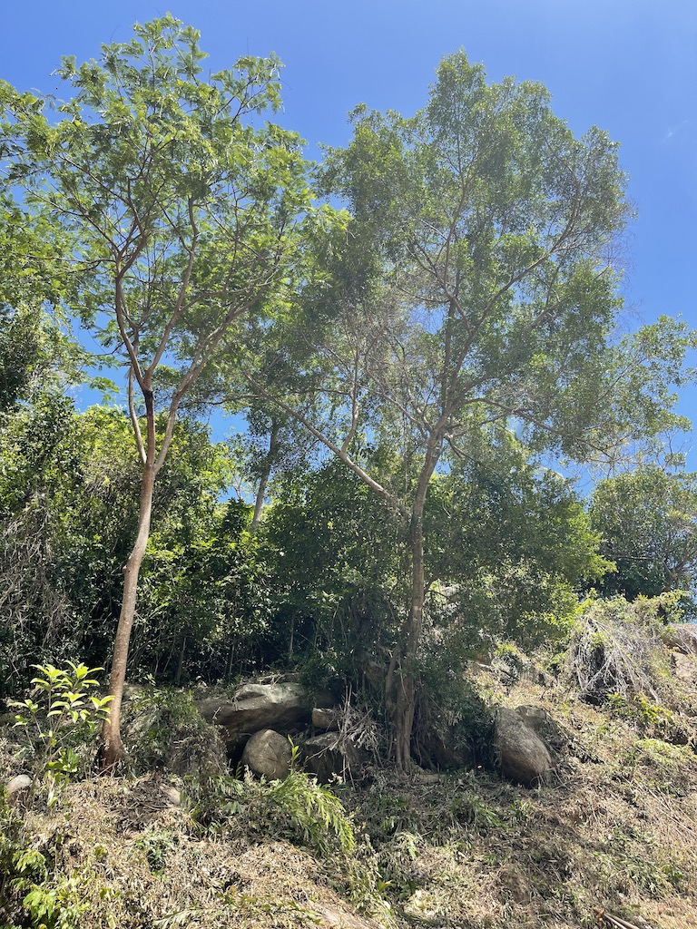 Koh Samui Land Trees